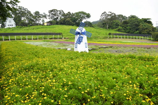 【桃園市大溪區】大溪花海農場賞花 (104年暑期之旅之8)