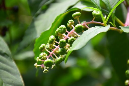 【桃園市大溪區】大溪花海農場賞花 (104年暑期之旅之8)