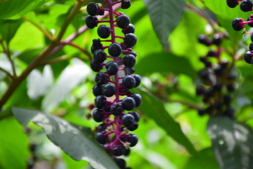 【桃園市大溪區】大溪花海農場賞花 (104年暑期之旅之8)