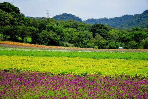 【桃園市大溪區】大溪花海農場賞花 (104年暑期之旅之8)