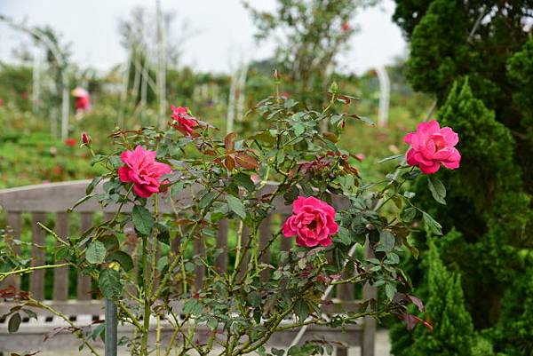 【台南市後壁區】雅聞湖濱療癒森林 (嘉義台南3日遊之5) 【台南市後壁區】雅聞湖濱療癒森林 (嘉義台南3日遊之5)
