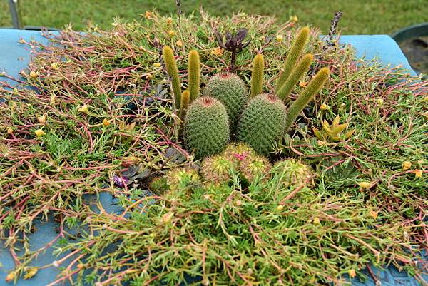 【台南市後壁區】雅聞湖濱療癒森林 (嘉義台南3日遊之5) 【台南市後壁區】雅聞湖濱療癒森林 (嘉義台南3日遊之5)