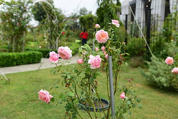 【台南市後壁區】雅聞湖濱療癒森林 (嘉義台南3日遊之5) 【台南市後壁區】雅聞湖濱療癒森林 (嘉義台南3日遊之5)