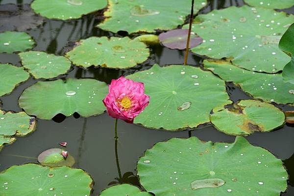 【台南市後壁區】雅聞湖濱療癒森林 (嘉義台南3日遊之5) 【台南市後壁區】雅聞湖濱療癒森林 (嘉義台南3日遊之5)