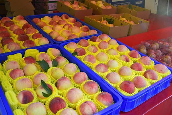 【桃園市復興區】達觀農場 (104年暑期之旅之5)