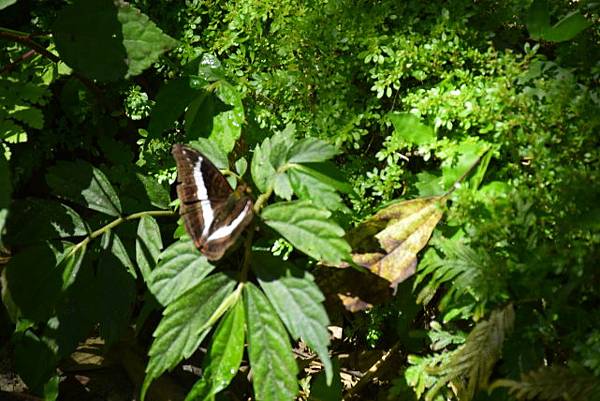 【桃園市復興區】桃園三民蝙蝠洞 (104年暑期之旅之1)