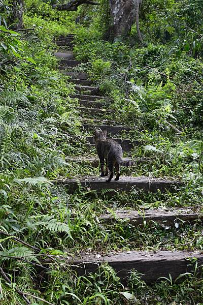 【宜蘭縣南澳村】朝陽國家步道 【宜蘭縣南澳村】朝陽國家步道