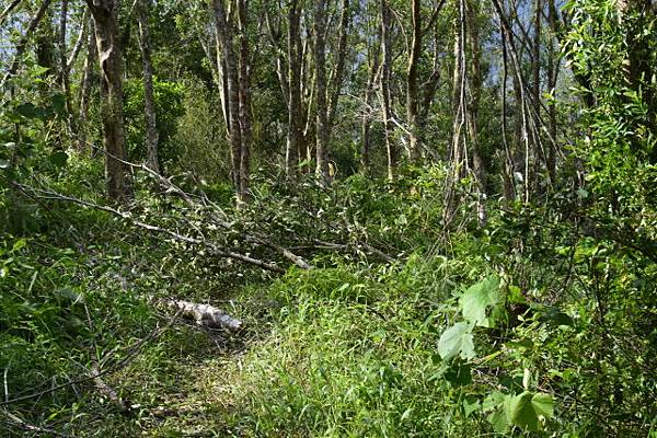 【宜蘭縣南澳村】朝陽國家步道 【宜蘭縣南澳村】朝陽國家步道