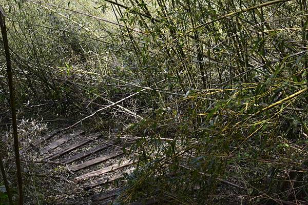 【宜蘭縣南澳村】朝陽國家步道 【宜蘭縣南澳村】朝陽國家步道