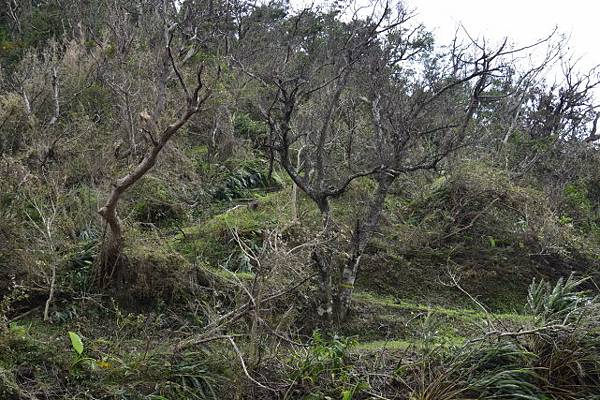 【宜蘭縣南澳村】朝陽國家步道 【宜蘭縣南澳村】朝陽國家步道