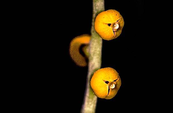 像人臉的袖珍椰子花,還會流鼻水,超神奇!