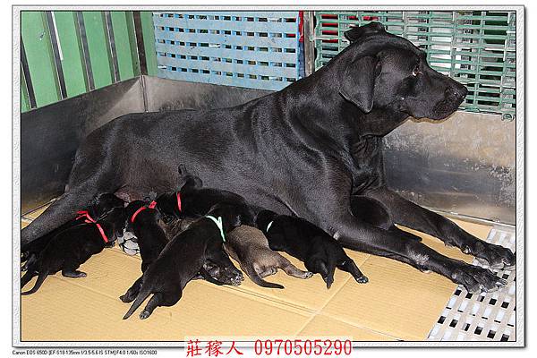 高山犬幼犬