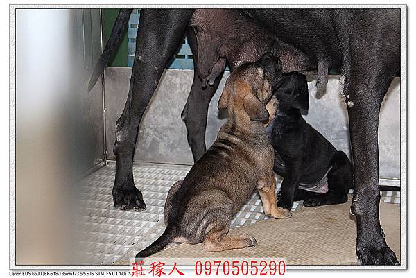 高山犬幼犬3.jpg