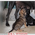 高山犬幼犬3.jpg