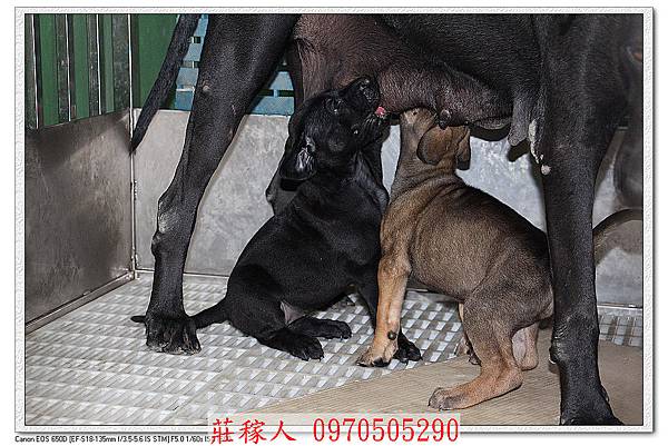 高山犬幼犬4.jpg