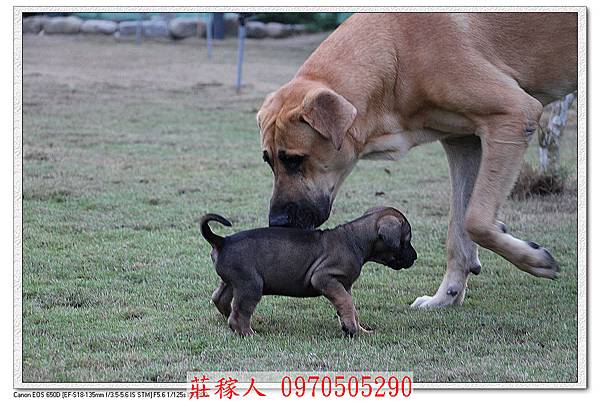 高山犬幼犬6.jpg