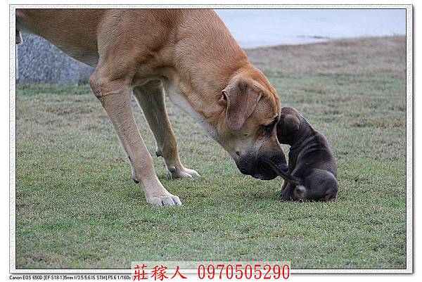 高山犬幼犬8.jpg