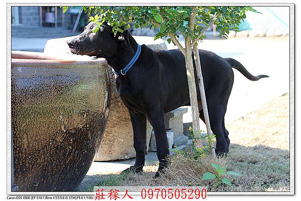 高山犬幼犬1.jpg