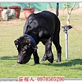 高山犬幼犬10.jpg