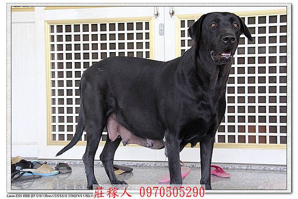 高山犬1.jpg