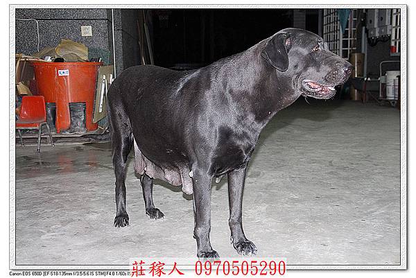 高山犬賓果懷孕52天3