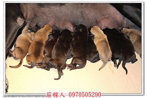 高山犬幼犬5天2