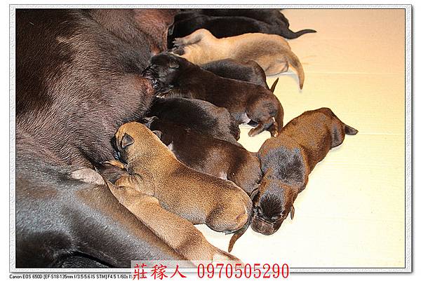 高山犬幼犬5天3