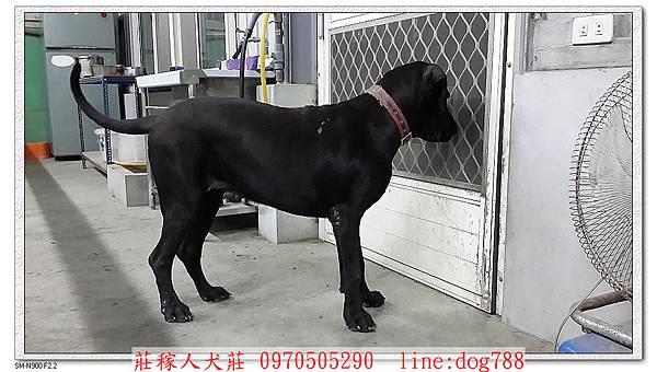 高山犬靜香警戒1.jpg