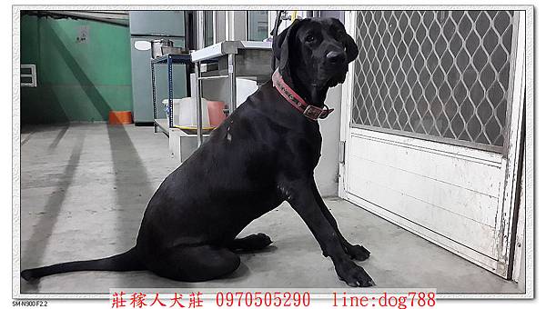 高山犬靜香警戒4.jpg