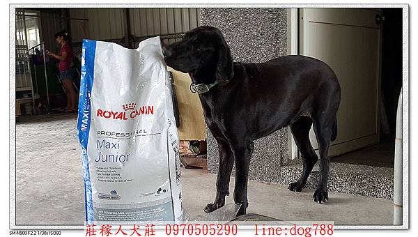 nEO_IMG_高山犬的飼料1.jpg