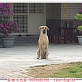 nEO_IMG_高山犬顧家1.jpg