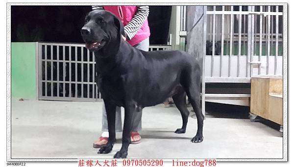 大種母高山犬賓果3.jpg