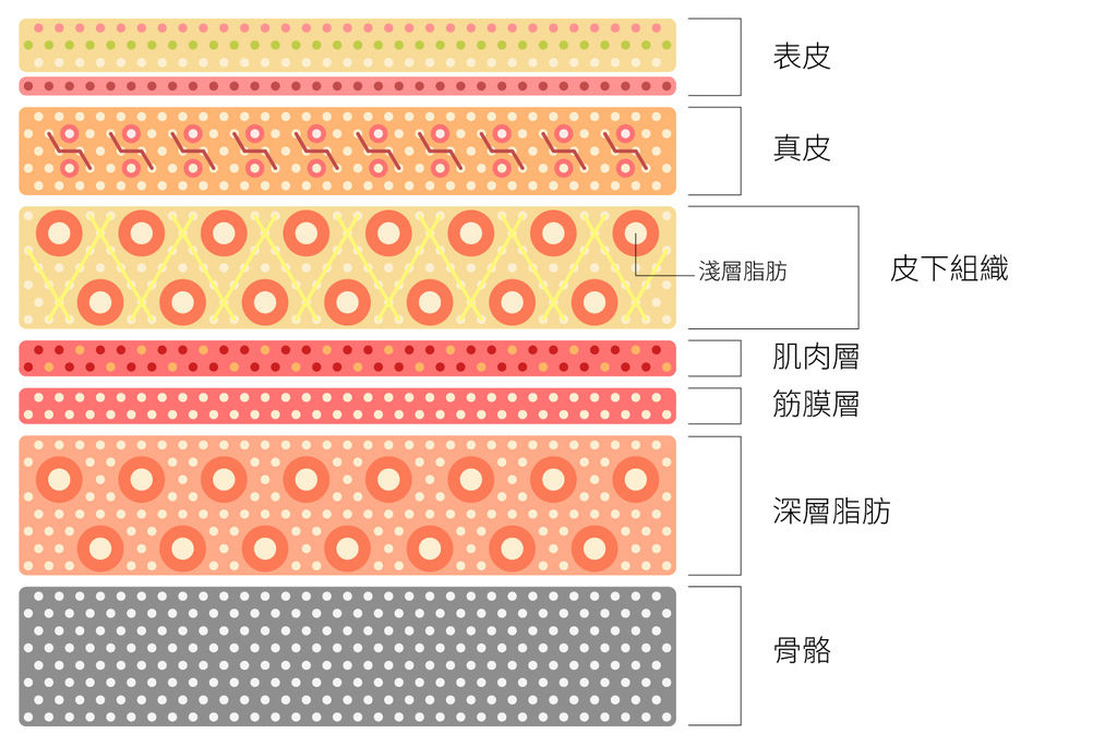 上立皮膚剖面圖.jpg