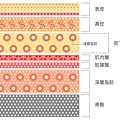 上立皮膚剖面圖.jpg