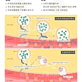 液態拉皮上立皮膚科抗老治療拉提老化膠原蛋白肉毒桿菌Ellanse洢蓮絲填補凹陷除皺 (2).jpg