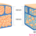 減肥的脂肪_浮水印