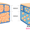 體雕的脂肪_浮水印