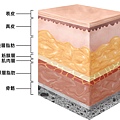 液態拉皮上立提二代童顏針膠原蛋白增生洢蓮絲費用價格術後保養1CC二代童顏針3D聚左旋乳酸手術拉皮7.jpg