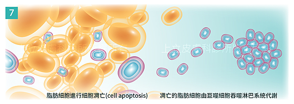 PicoSure755皮秒雷射蜂巢式聚焦陣列透鏡蜂巢透鏡痘疤凹疤飛梭雷射皮秒雷射價格價錢術後保養副作用除斑凹洞林上立上立皮膚科診所手術拉皮台北醫美推薦結痂07.png