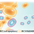 PicoSure755皮秒雷射蜂巢式聚焦陣列透鏡蜂巢透鏡痘疤凹疤飛梭雷射皮秒雷射價格價錢術後保養副作用除斑凹洞林上立上立皮膚科診所手術拉皮台北醫美推薦結痂07.png