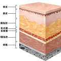 液態拉皮上立提立提少女線費用舒顏萃sculptra3D聚左旋乳酸洢蓮絲ellanse聚己內酯PicoSure755蜂巢皮秒雷射除斑痘疤毛孔細紋PCL台北醫美推薦抗老林上立醫師上立皮膚科診所02.png