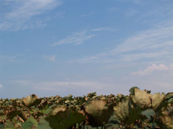 蓮田與天空.jpg