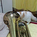 Cat x Tuba 1