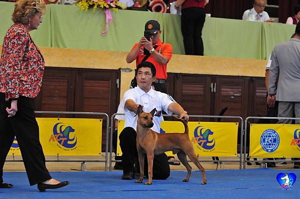 赤客2013.11.10kct台中畜犬展首次參賽，獲得台灣犬9～12月齡A場及B場第一席