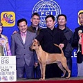 赤客2014.1.19kct台北畜犬展第二次參賽，拿下全犬種中組BIS大獎