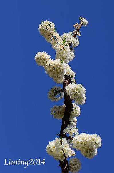DSC_7899.JPG DSC_7899.JPG