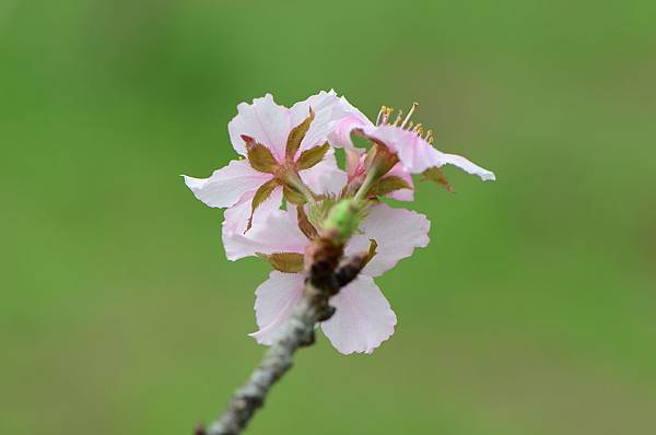 DSC_2223 DSC_2223