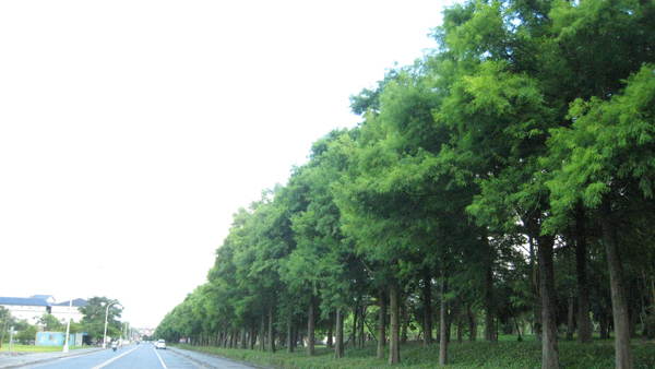 羅東運動公園的路樹真的超綠