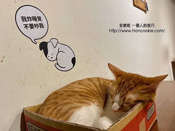 [食記] 台北｜浪浪別哭｜中途寵物餐廳｜善導寺꼠