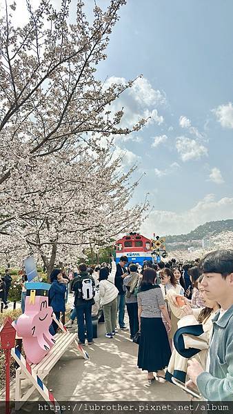 〖韓國｜釜山〗釜山春天熱門景點 鎮海 진해『軍港節』慶和火車